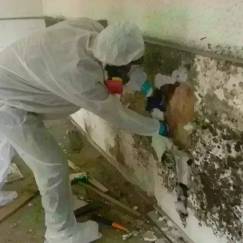 Mold Remediation and Removal in Powell County, MT